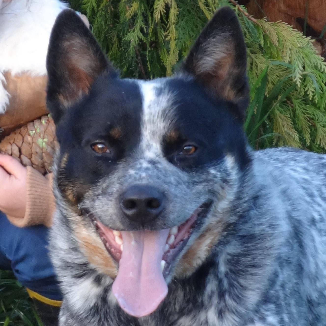 Educateur Canin Iron Educateur Canin Iron