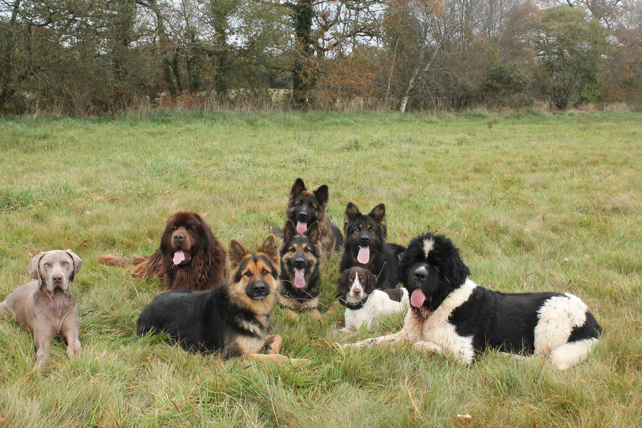 Educateur Canin Educateur Canin