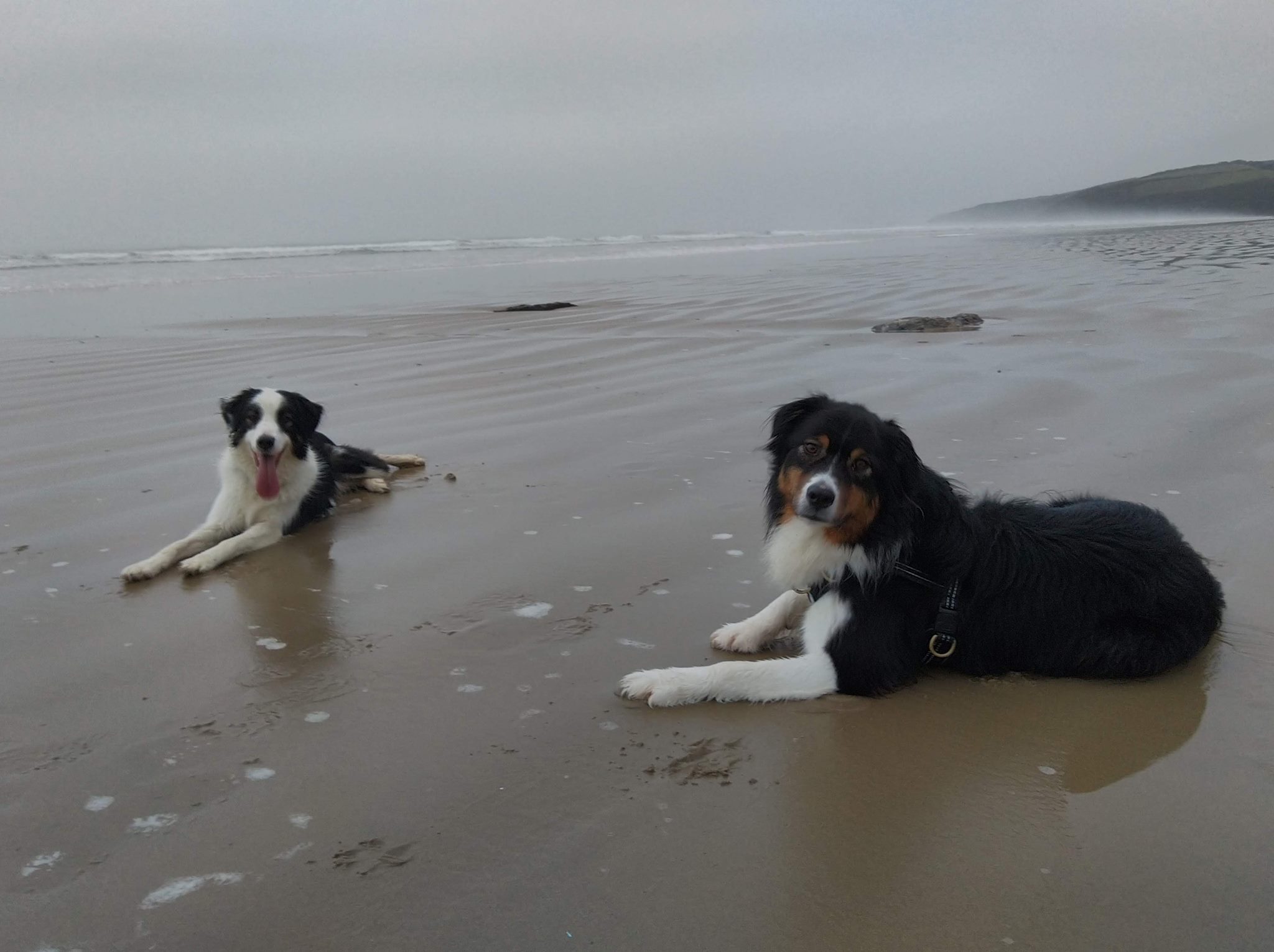 Educateur Canin Maiko et Salvador Educateur Canin Maiko et Salvador