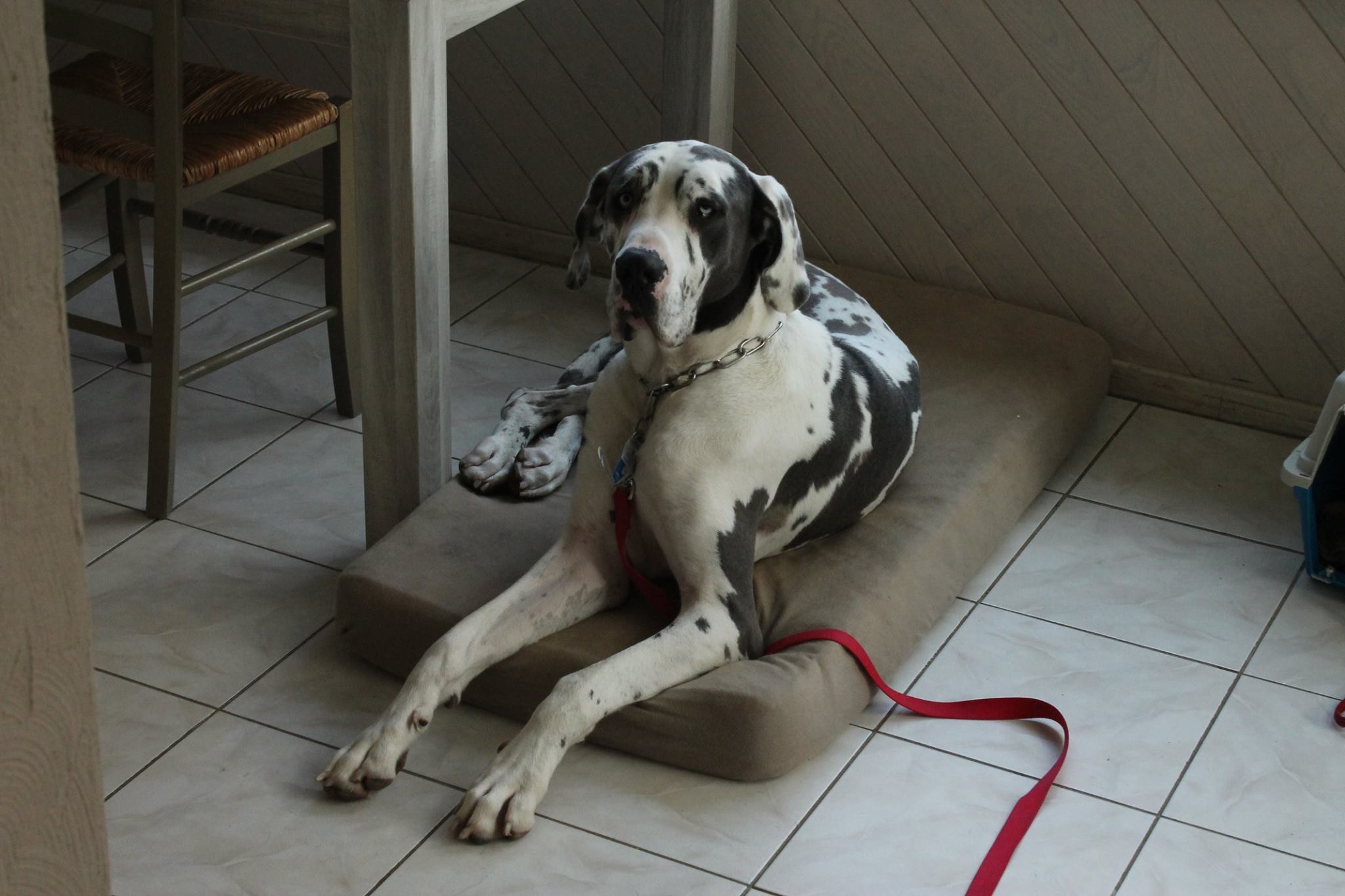 Educateur Canin Hubert Educateur Canin Hubert