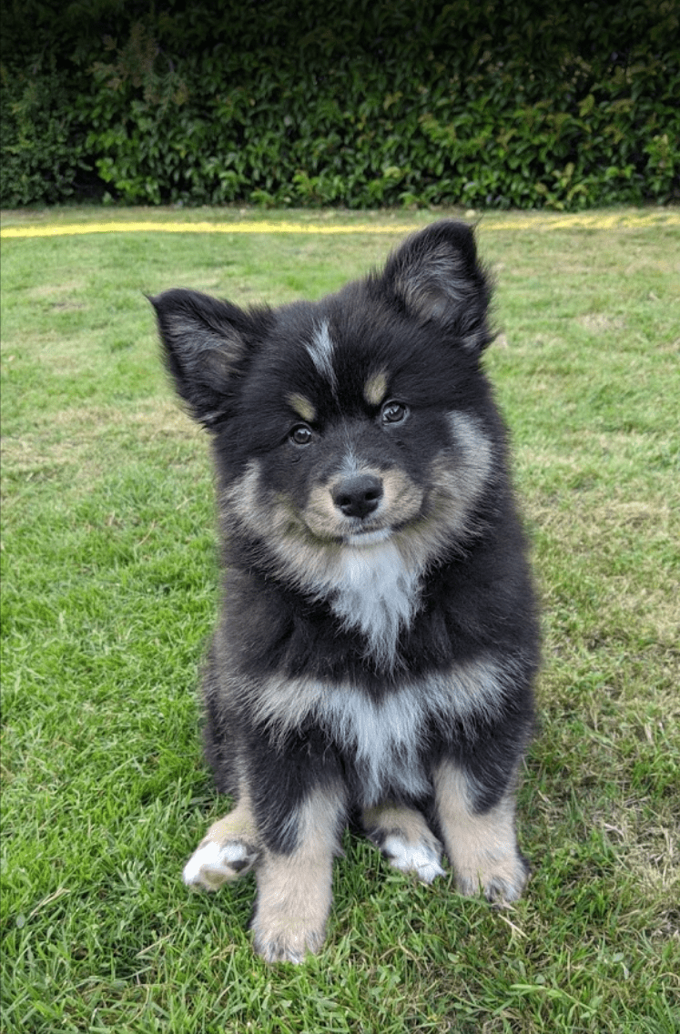 Educateur Canin Reese Educateur Canin Reese