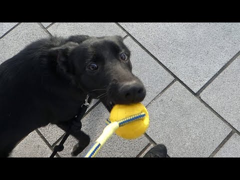 Educateur Canin Youma Educateur Canin Youma